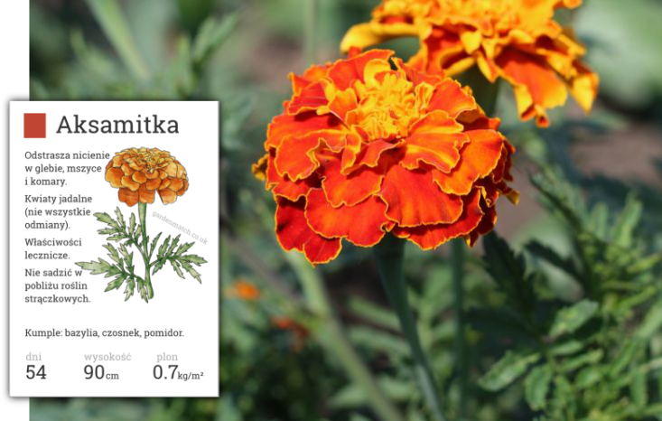 aksamitka kwiaty jadalne