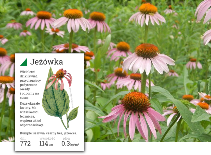 jeżówka kwiat jadalny