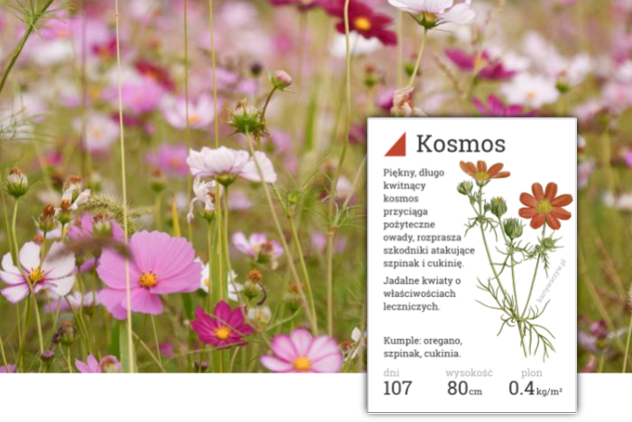 kosmos kwiaty jadalny