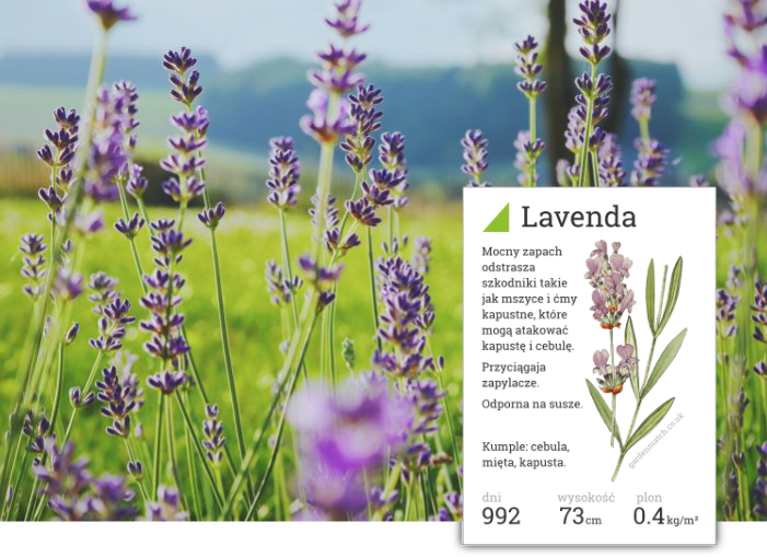 lawenda kwiat jadalny