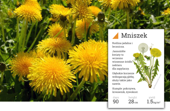 mniszek lekarski kwiat jadalny
