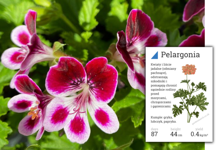 pelargonia kwiat jadalny