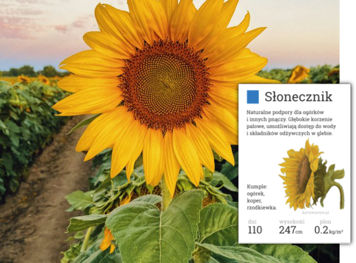 słonecznik kwiat jadalny