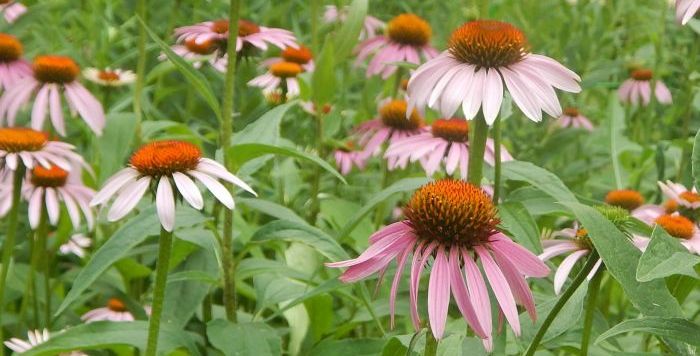 kwiaty jadalne towarzyszace