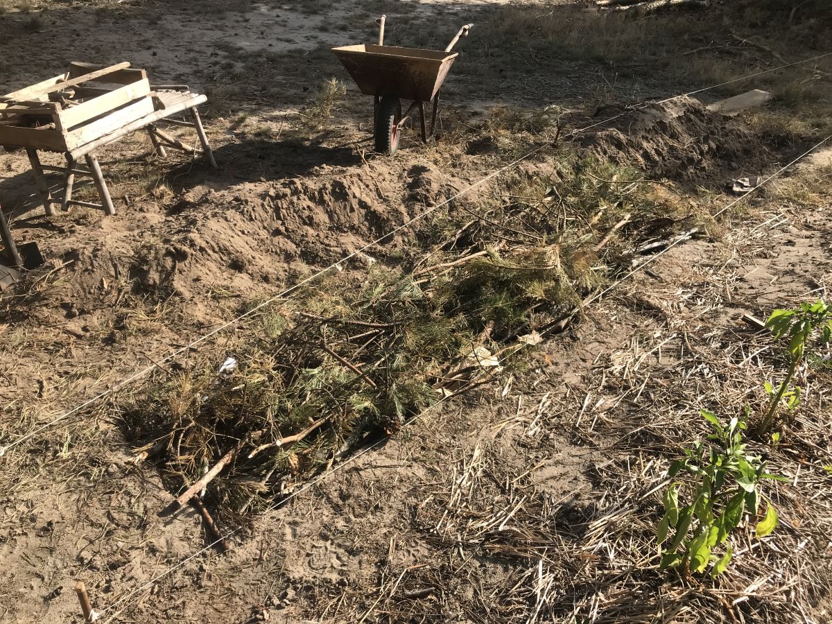 hugelkultur grządka dodawanie gałęzi sosny