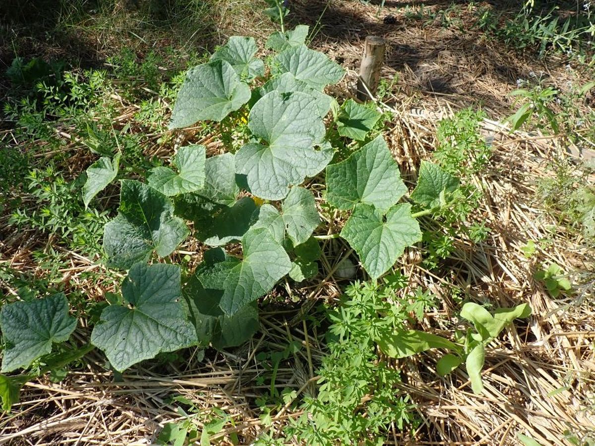 budowa grzadki hugelkultur