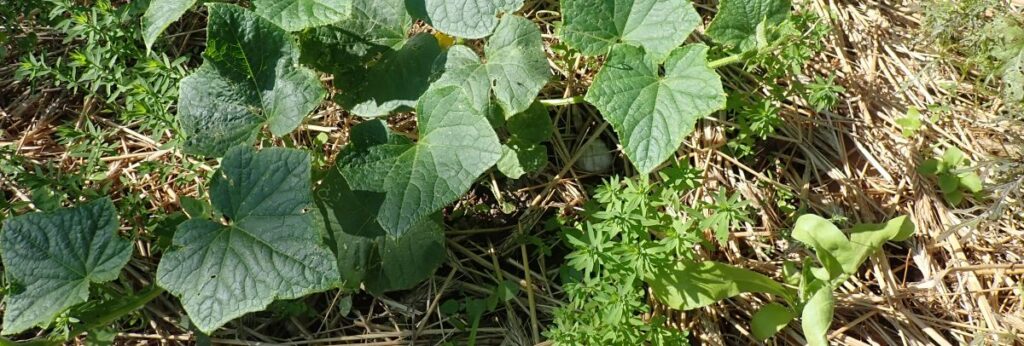 budowa grządki Hugelkultur sciółka ze słomy