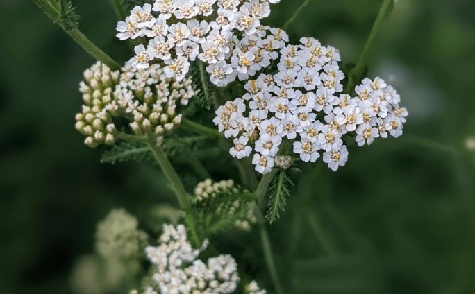 krwawnik nietypowy ocet