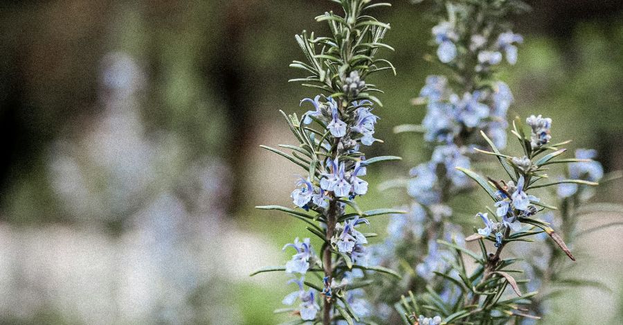 ziemia piaszczysta jakie rośliny